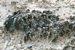 soil crusts thumbnail graphic